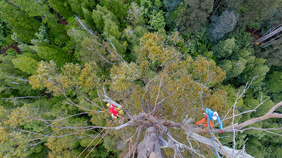 Measuring the world's tallest trees